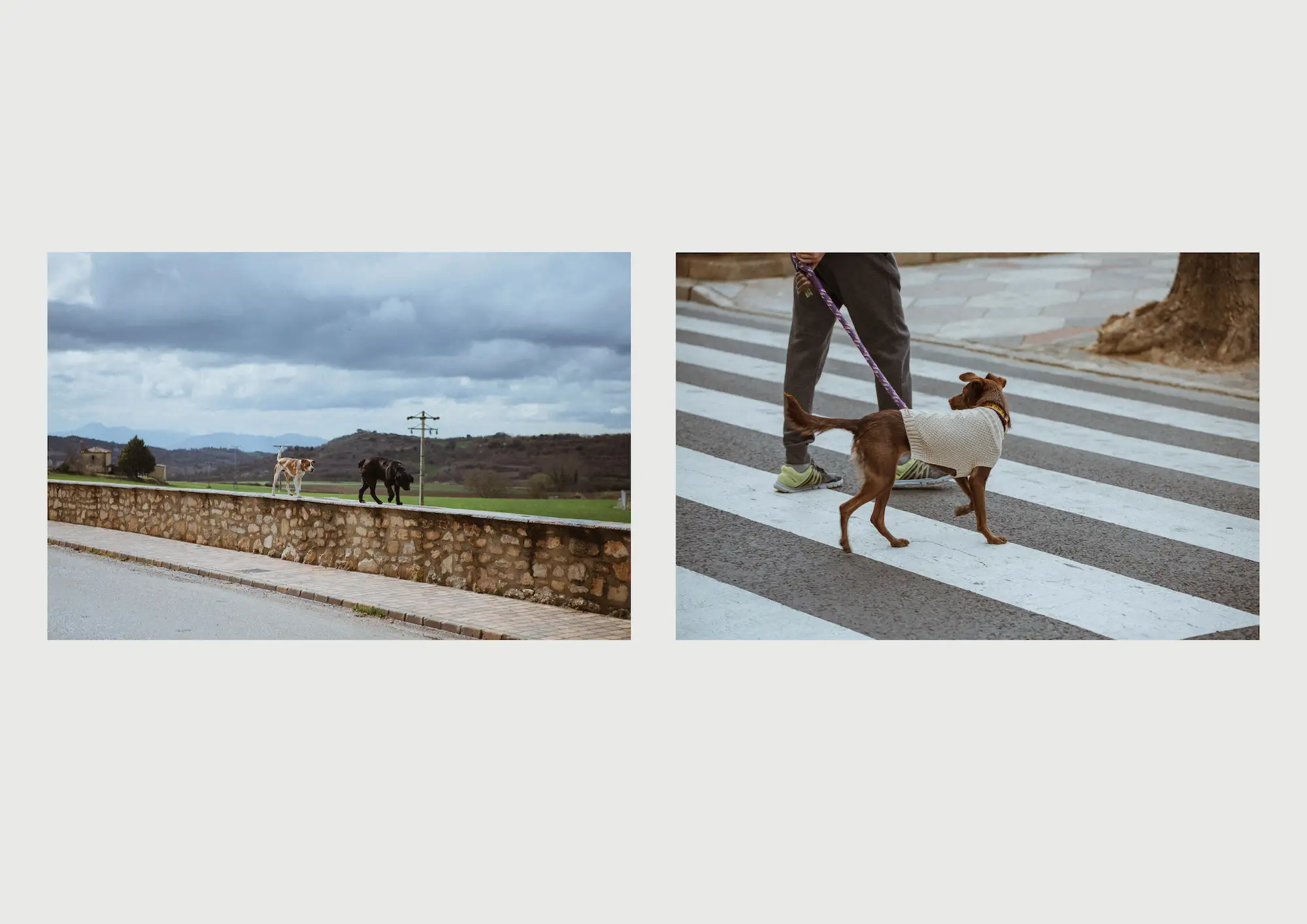 comparación55 copia